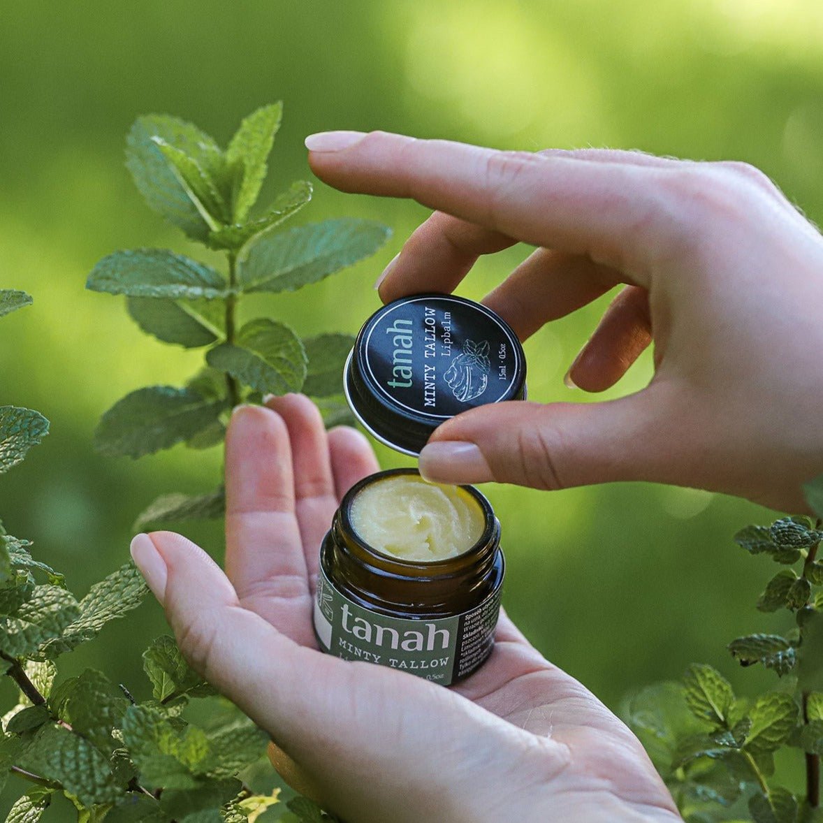 Minty Tallow Lipbalm 🍃 15ml (0.5 oz) - tanah